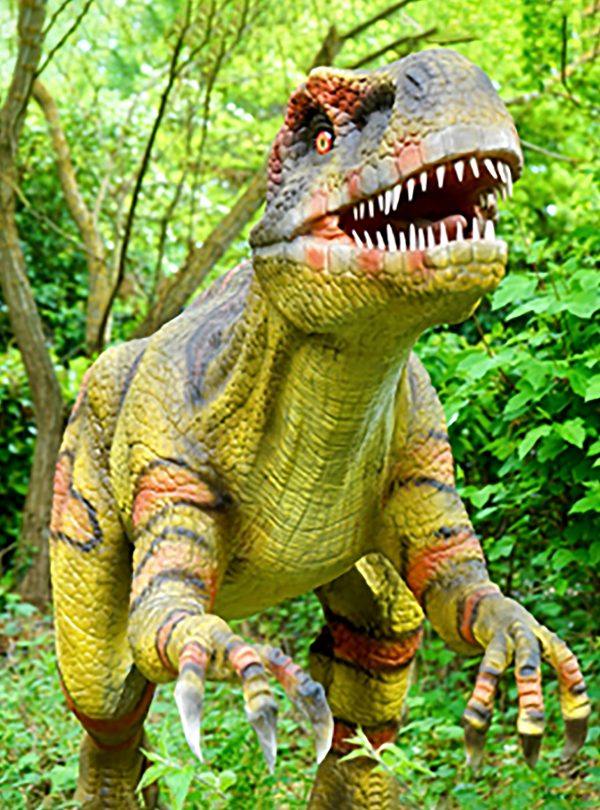 Adventure Park Attractions