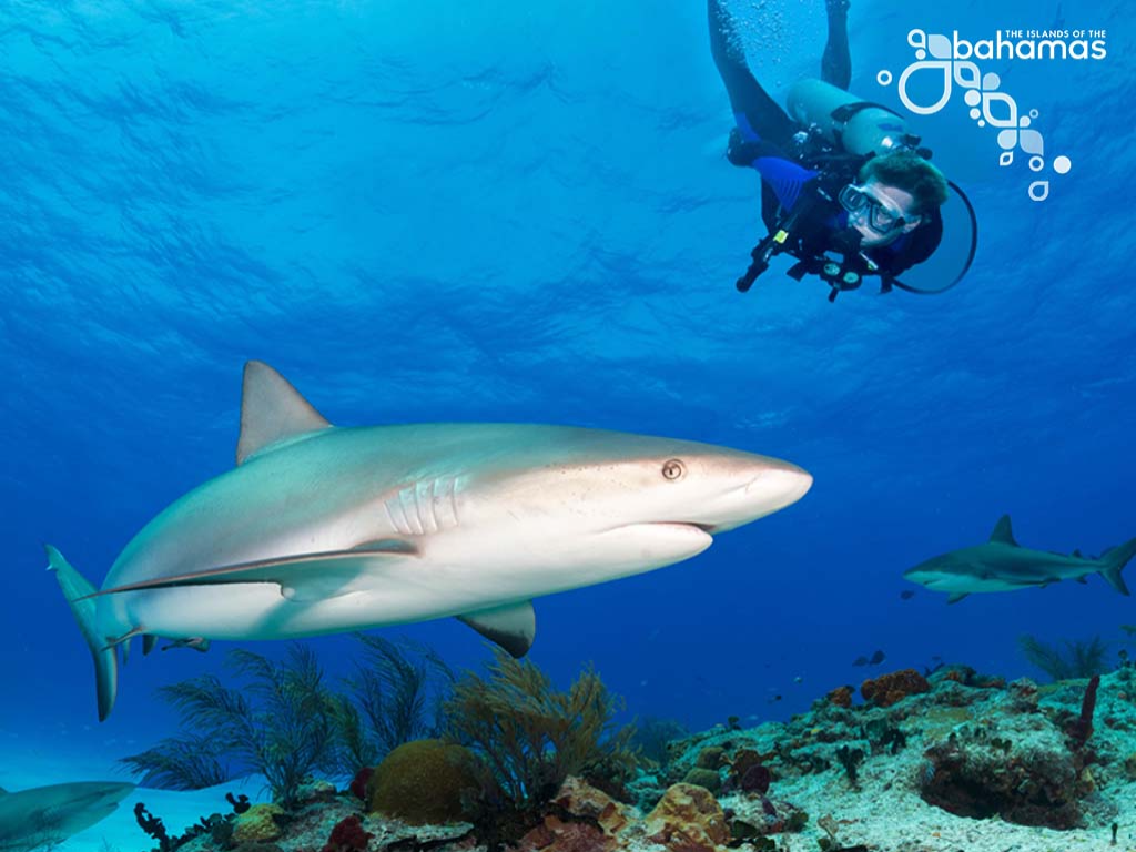 Nurse Shark at Freeport _grand Bahamas Island
