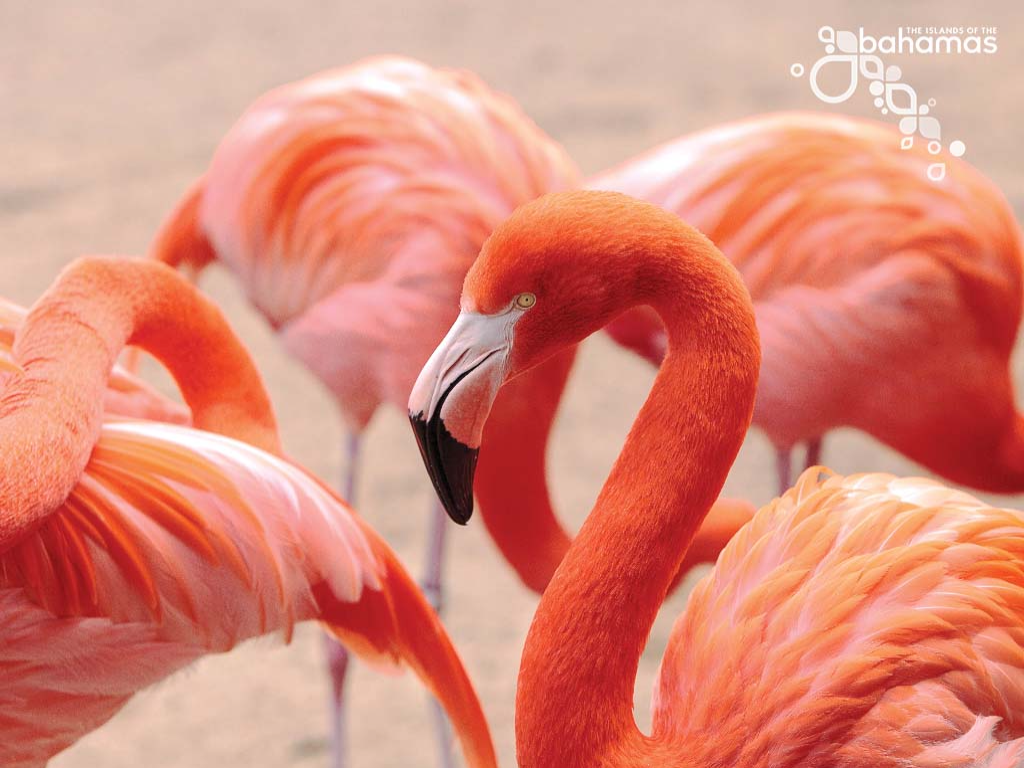 Flamingos at Freeport _grand Bahamas Island