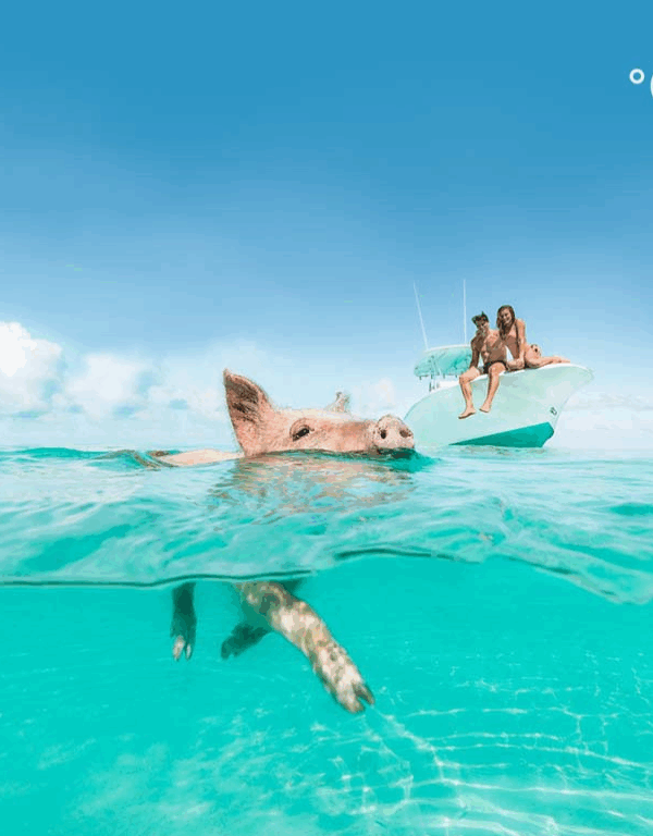 Piggy Island Nurse Shark at Exhuma_ Island
