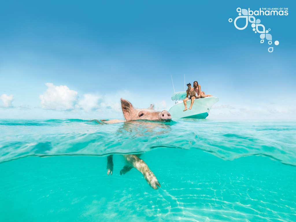 Piggy Island Nurse Shark at Exhuma_ Island