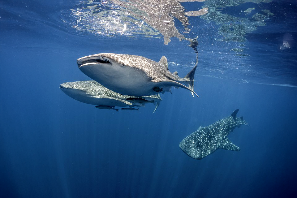 Cancun Whale Sharks