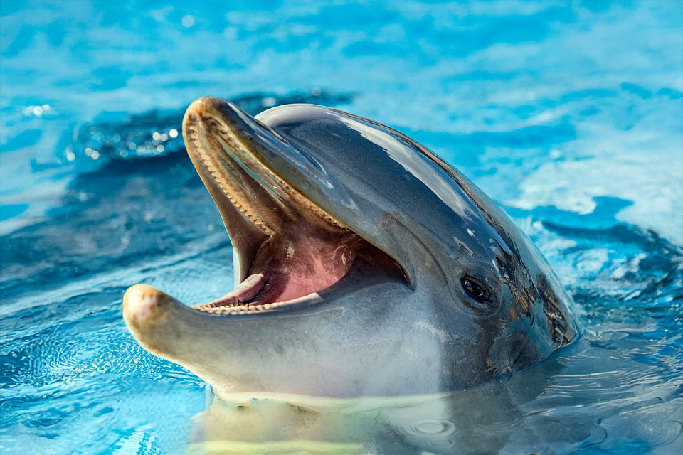 Dolphinaris Cancu