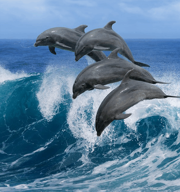 Los Cabos Cabo Dolphins