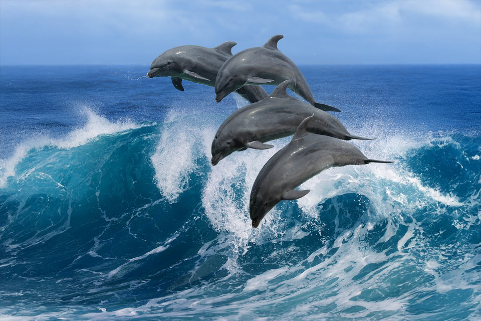 Los Cabos Cabo Dolphins