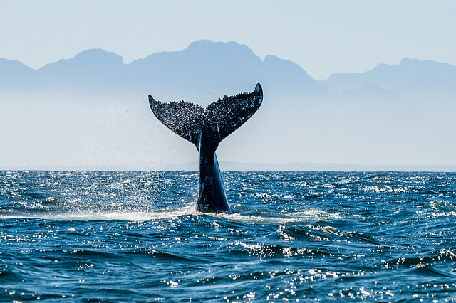 Los Cabos Mexico Baja Outback Tours
