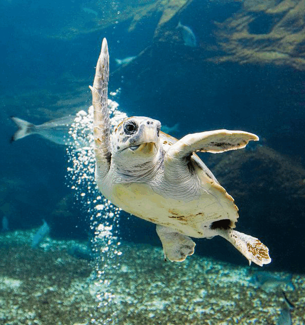 Marine Science Museum Daytona