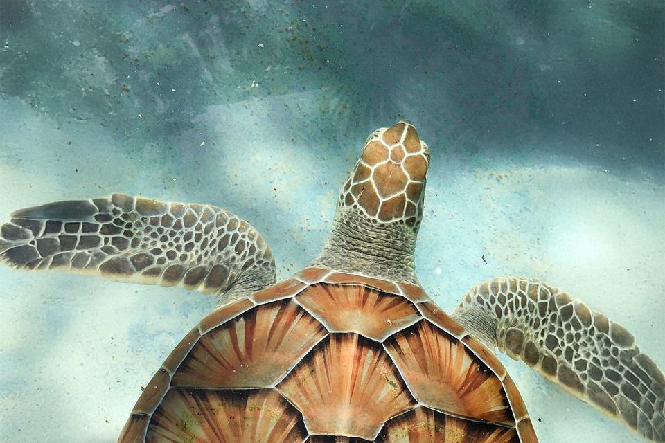 Tortuga Island